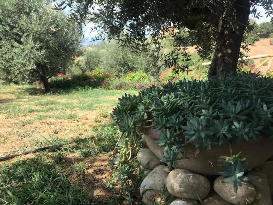 Appartamento Olivo Collecorvino Esterno foto